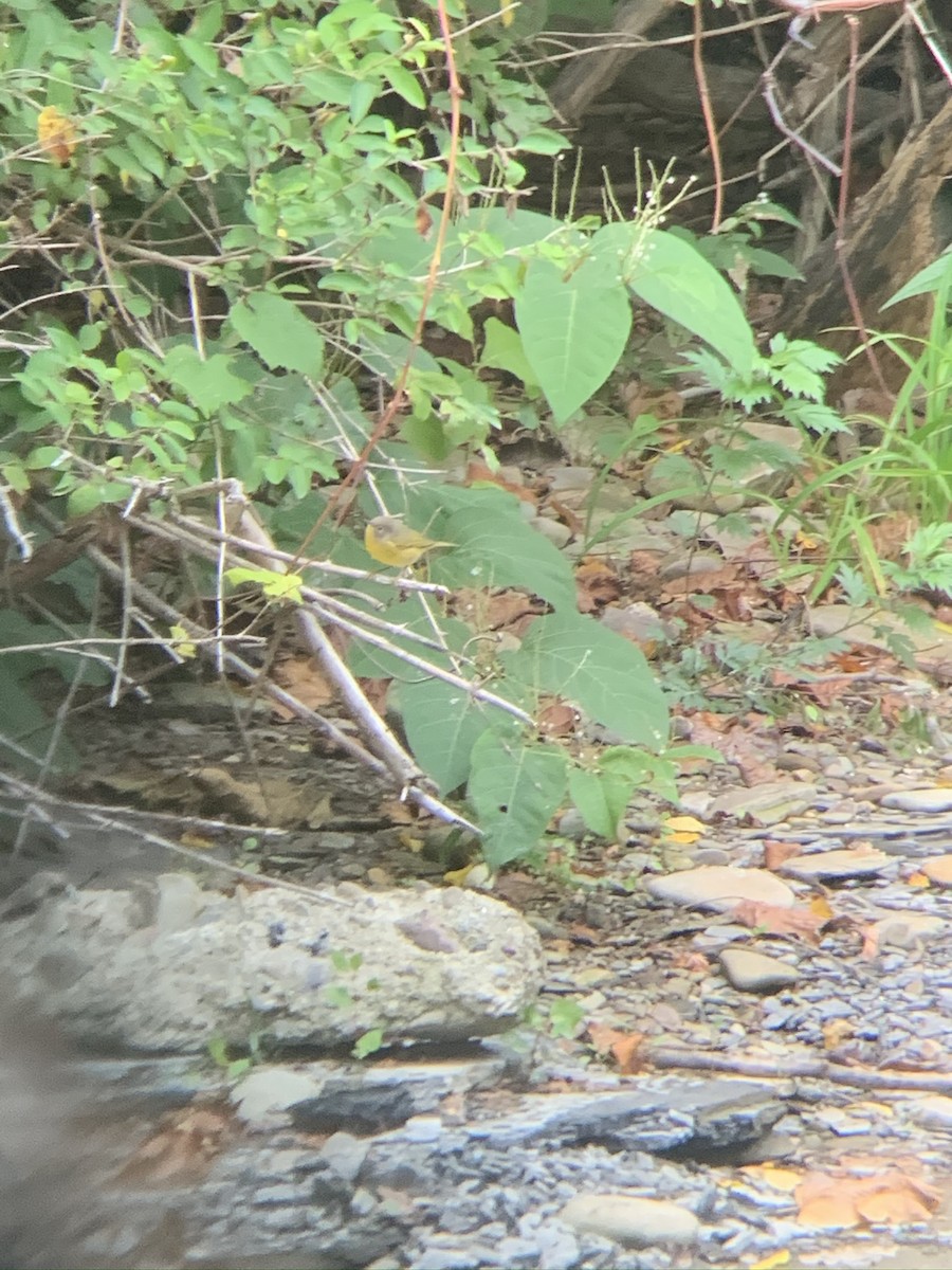 Nashville Warbler - ML425713601