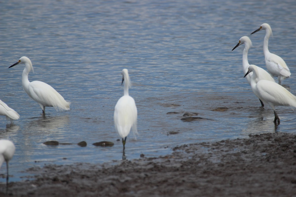 Aigrette neigeuse - ML425714451