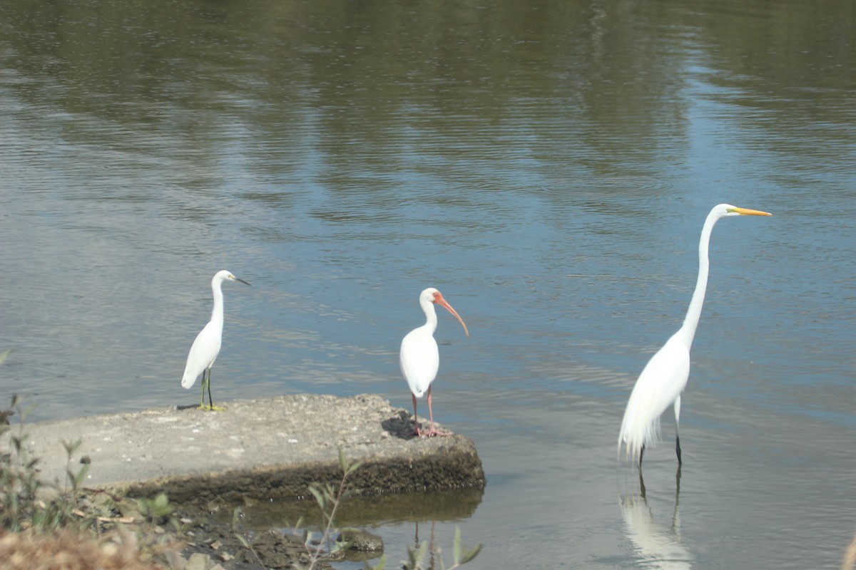 White Ibis - Daniel Germer