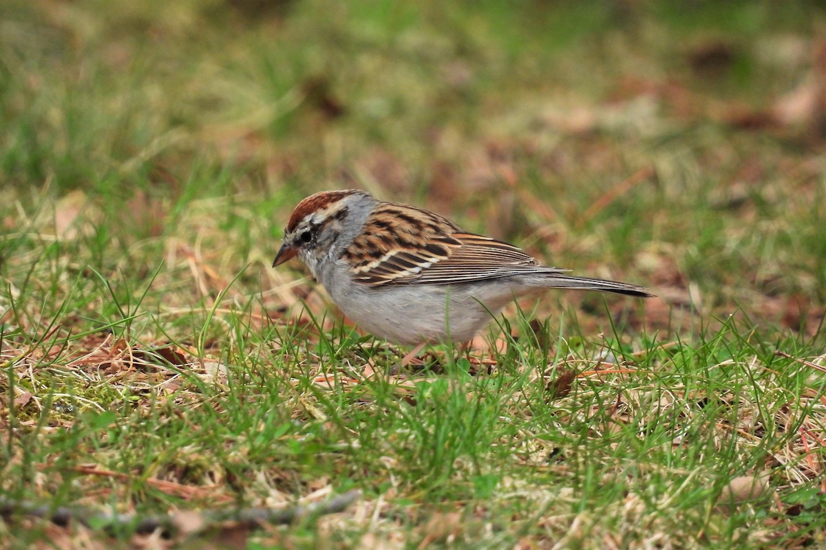 Chipping Sparrow - ML425714791