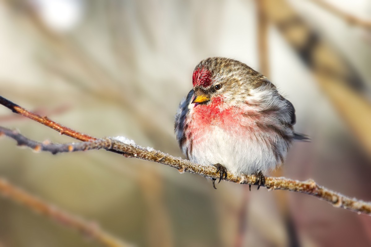 Redpoll (Common) - ML425715581