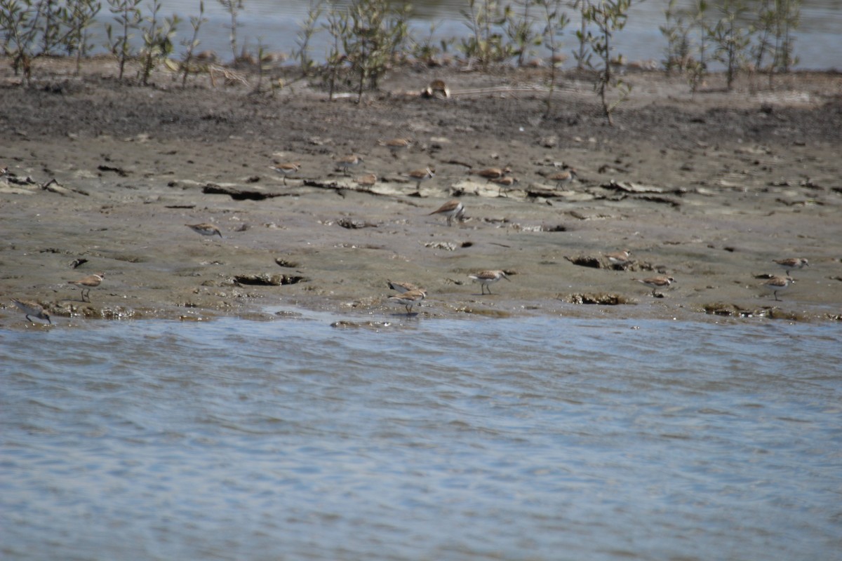Semipalmated Plover - ML425715601