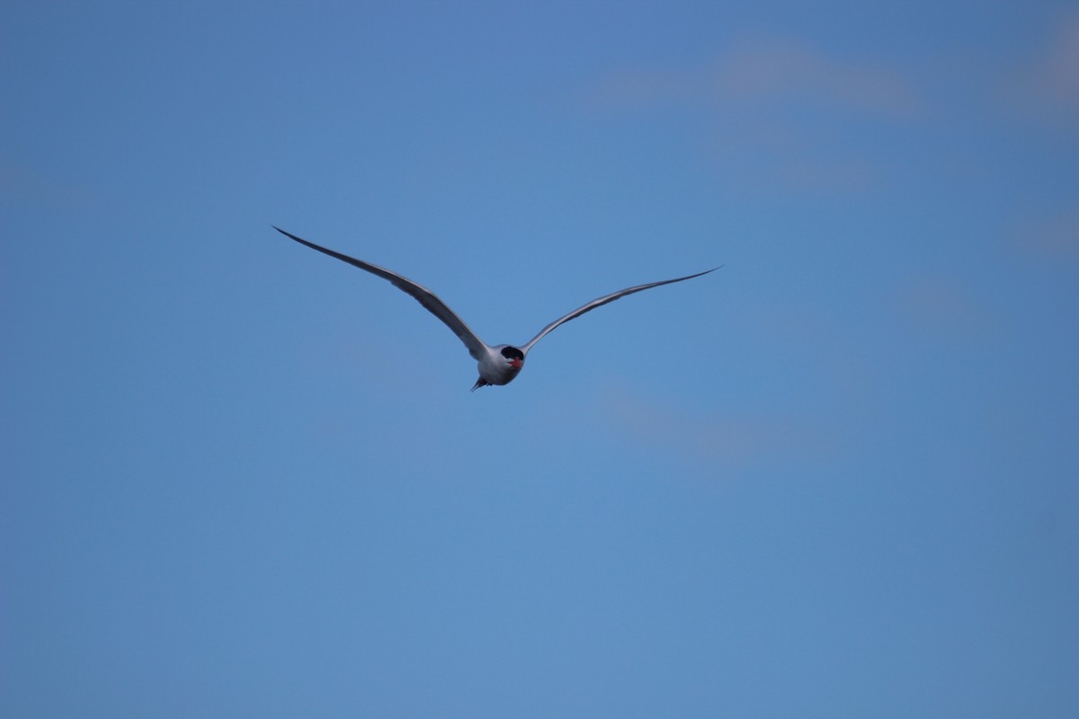 Royal Tern - ML425715641