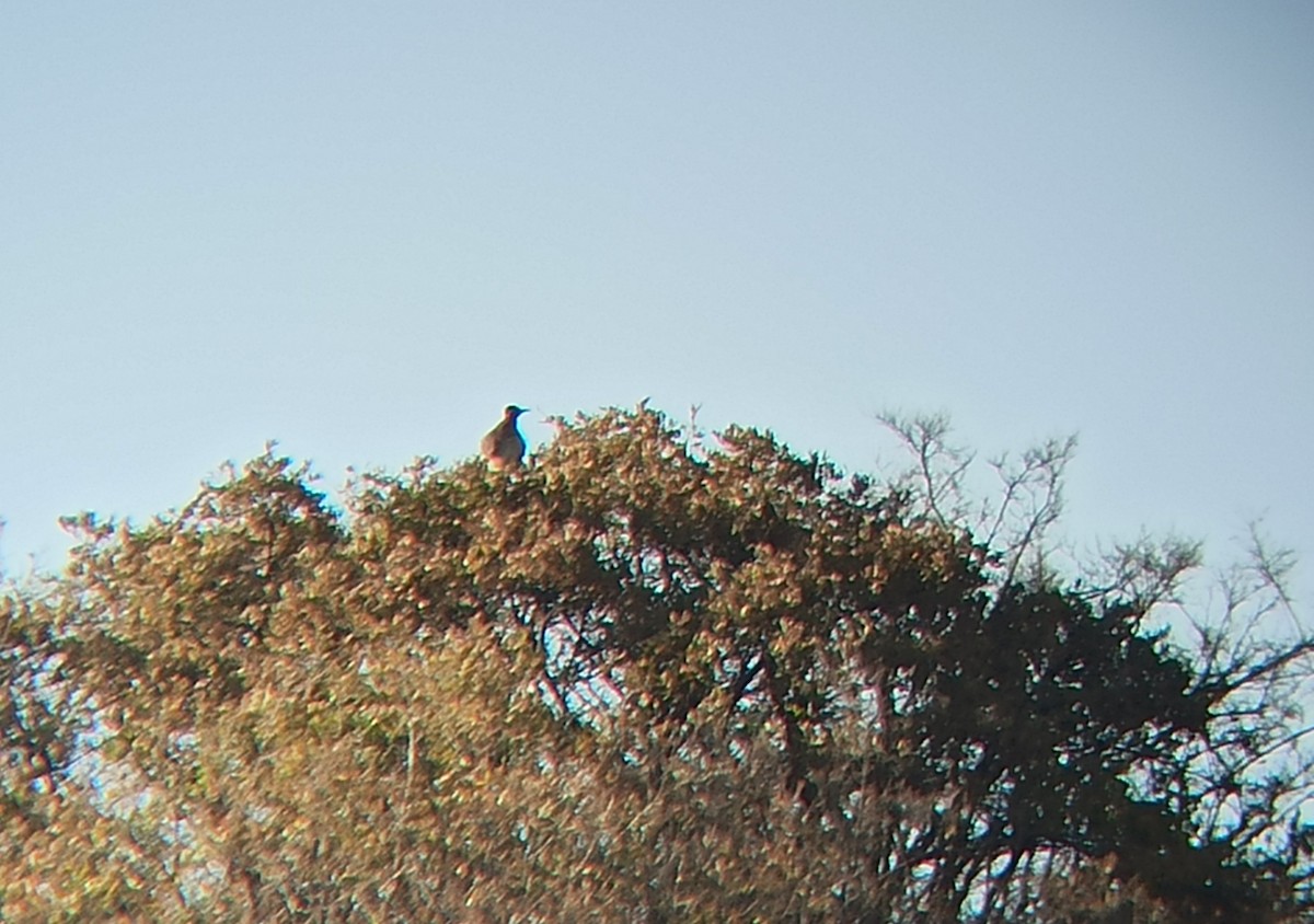 Greater Roadrunner - ML425715701