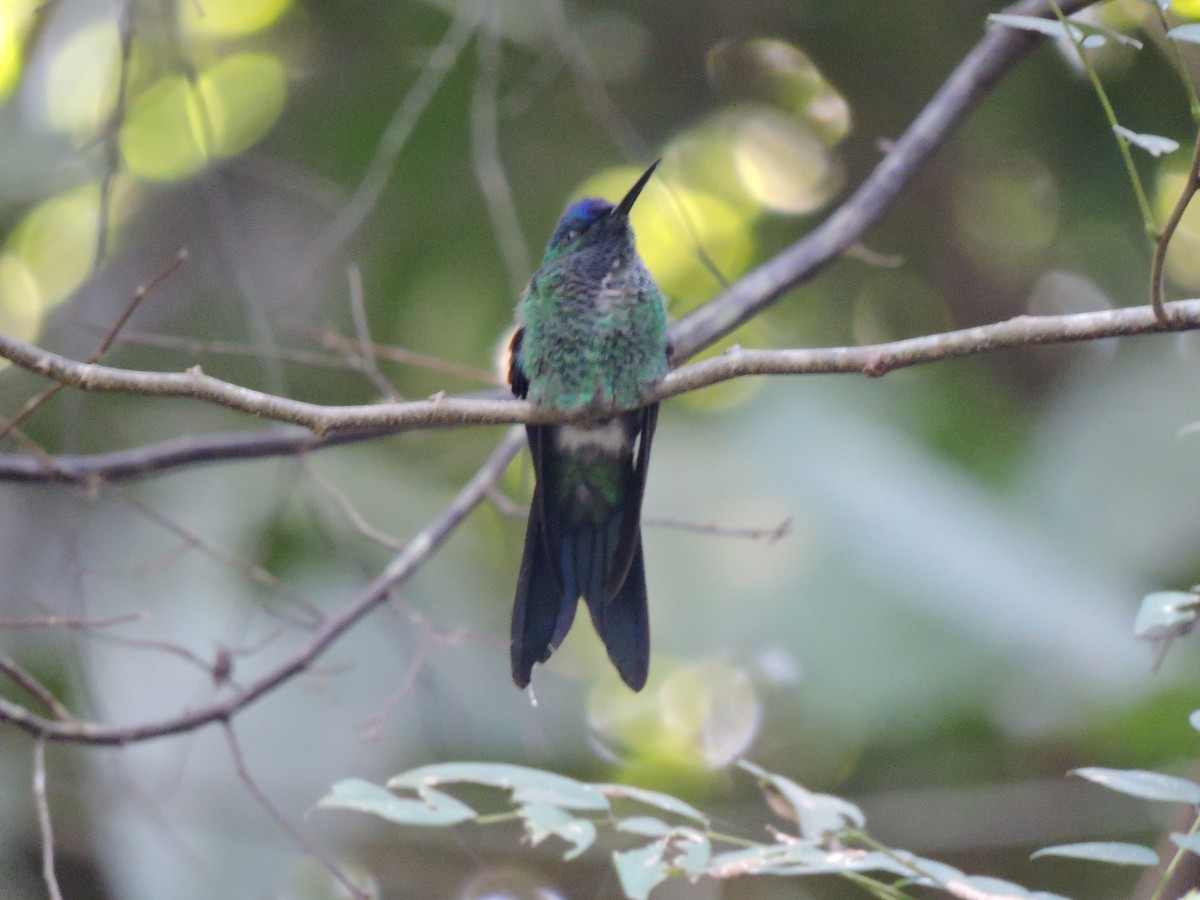 Amazilia Versicolor - ML425715941