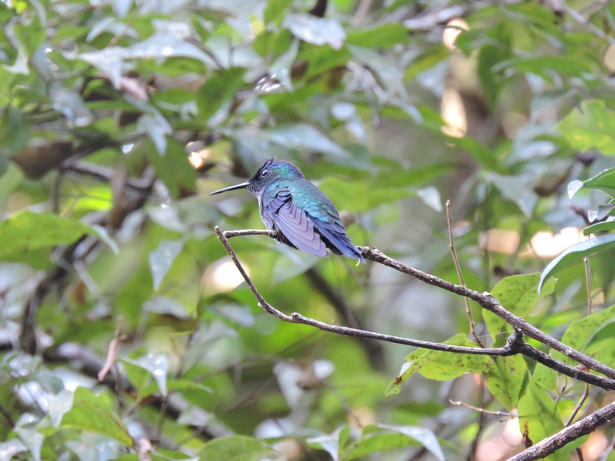 Amazilia Versicolor - ML425715951