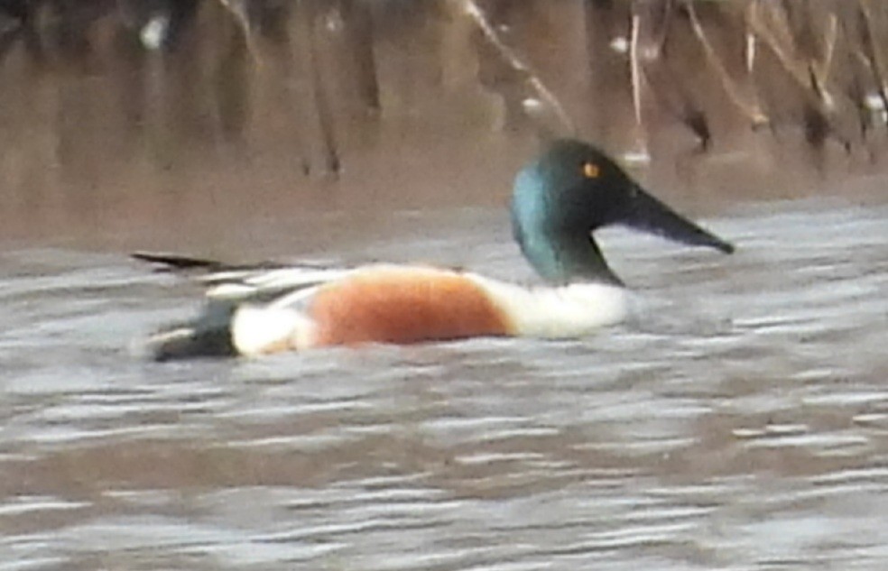 Northern Shoveler - ML425716661