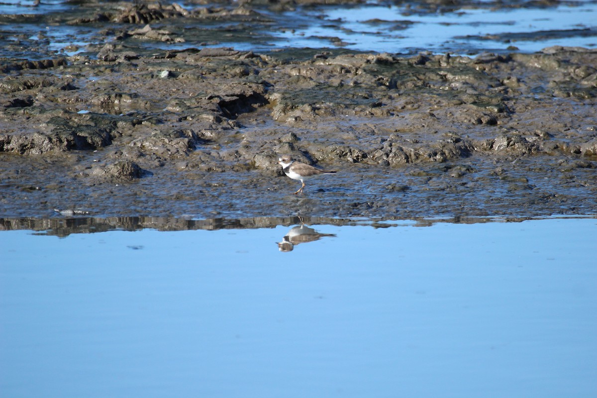 Semipalmated Plover - ML425717121