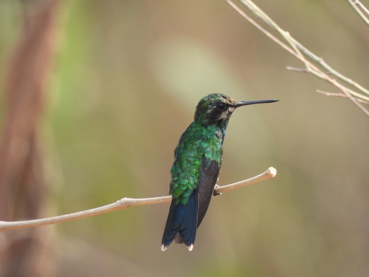 Red-billed Emerald - ML425717141