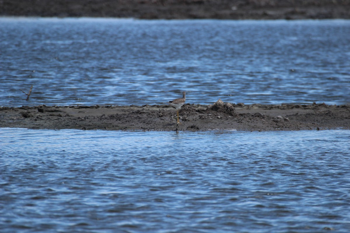 Greater Yellowlegs - ML425718431