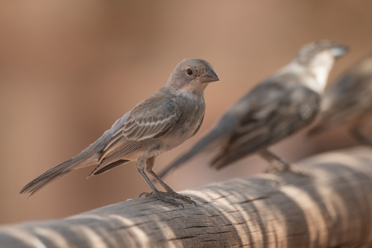 Diuca Finch - Pablo Re