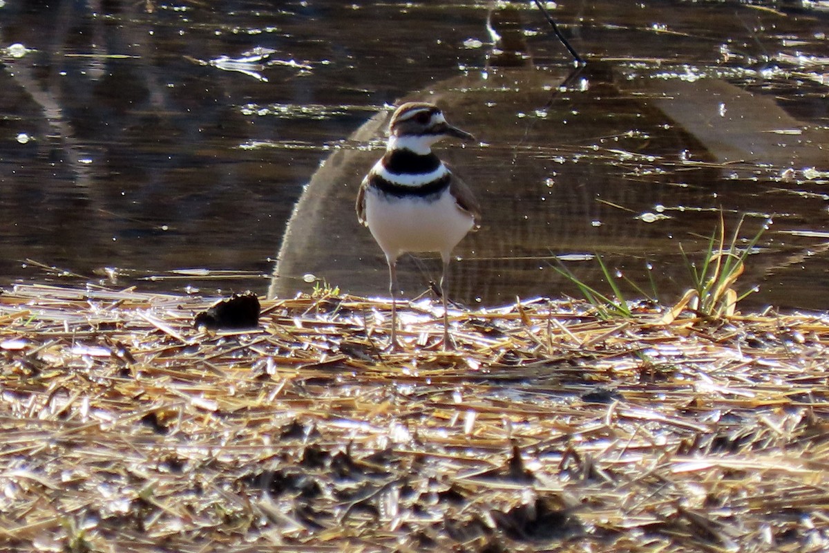 Killdeer - ML425718941