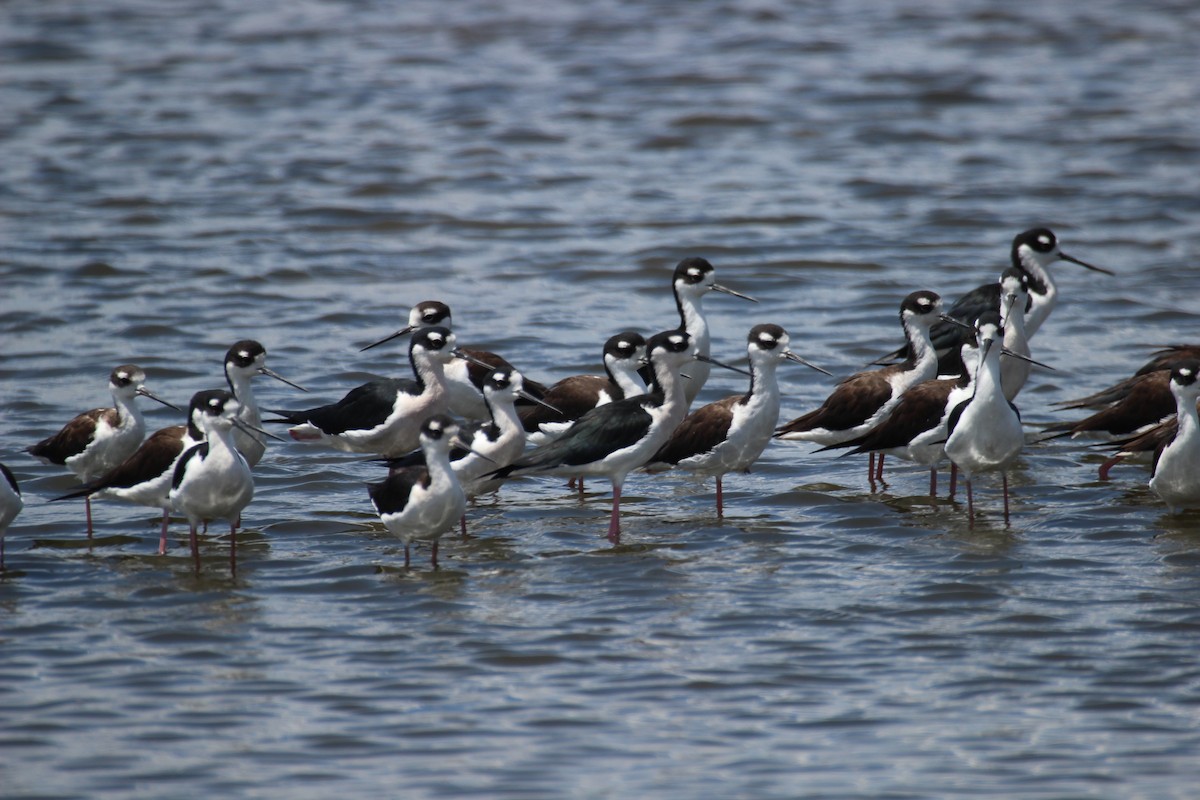 Black-necked Stilt - ML425718971