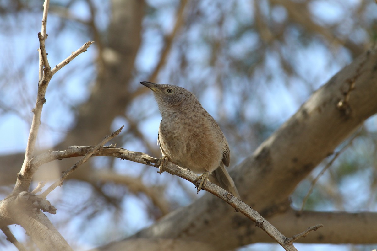 Arabian Babbler - ML425720421