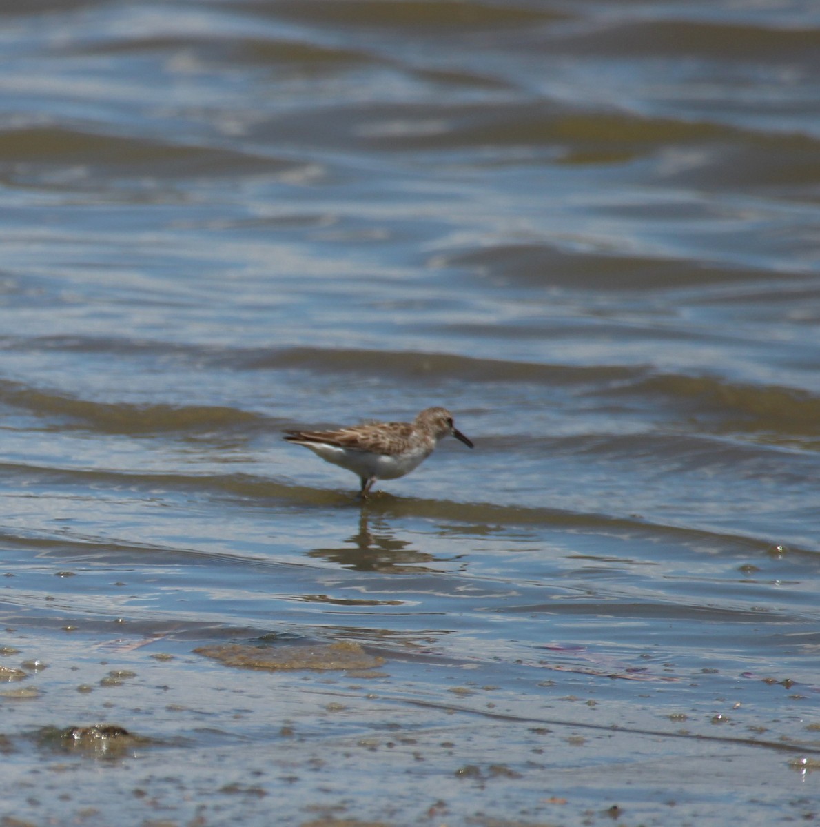 Least Sandpiper - ML425722191