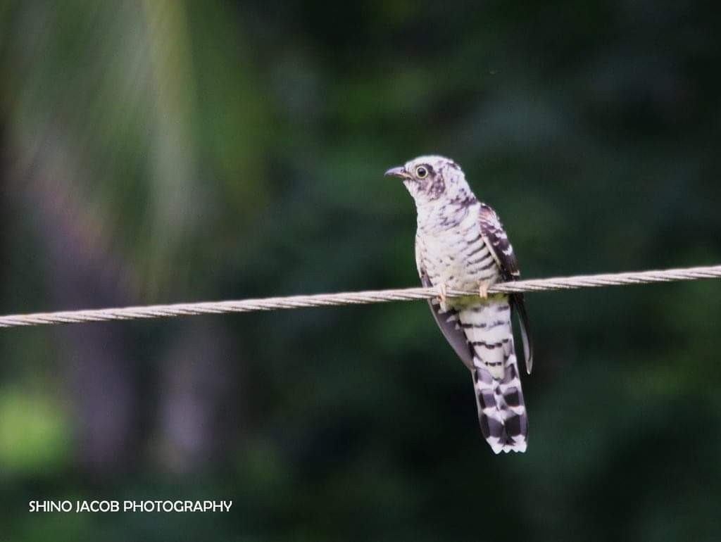 Indian Cuckoo - ML425722431