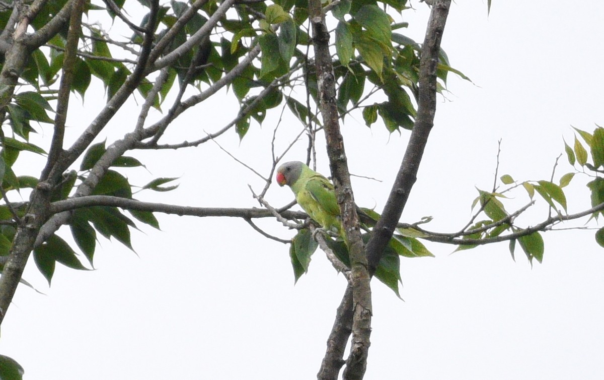Gray-headed Parakeet - ML425722681