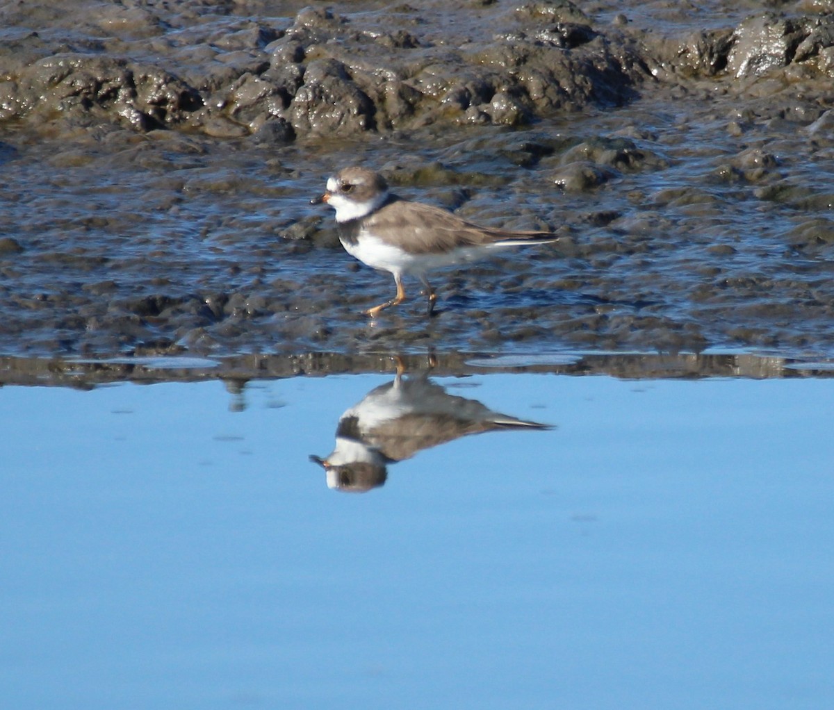 Semipalmated Plover - ML425722701