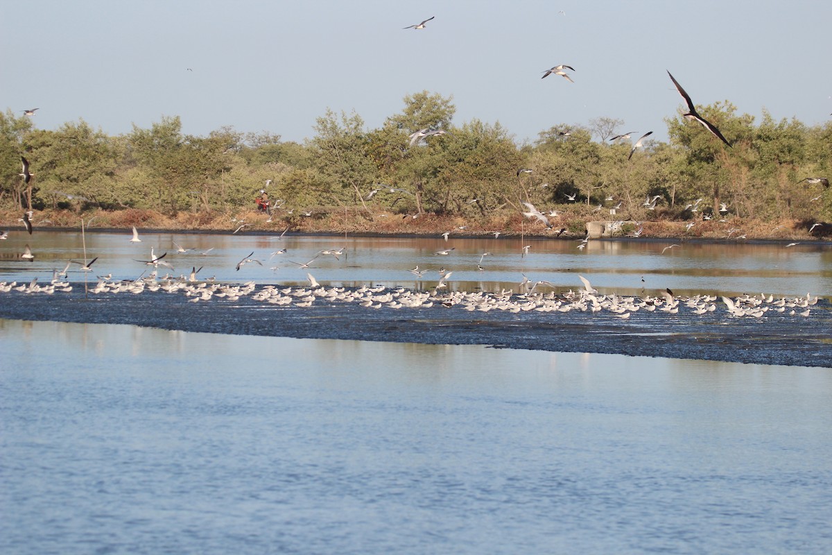 Gaviota Guanaguanare - ML425723261