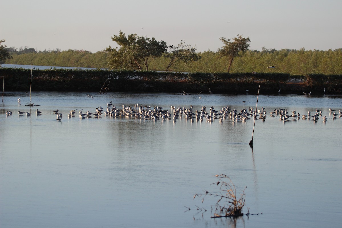 Gaviota Guanaguanare - ML425725151