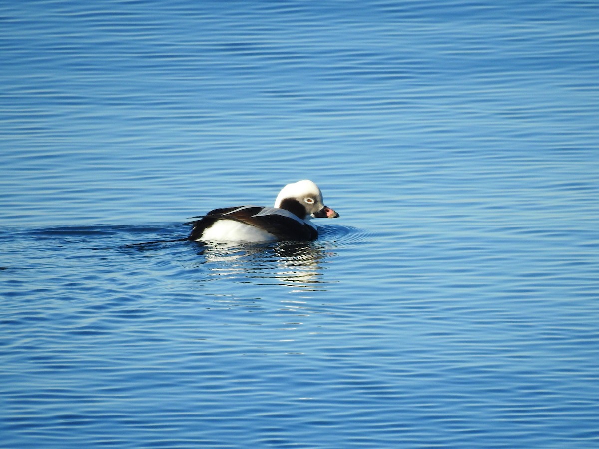 Long-tailed Duck - ML425725691