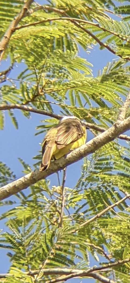 Social Flycatcher - ML425728181