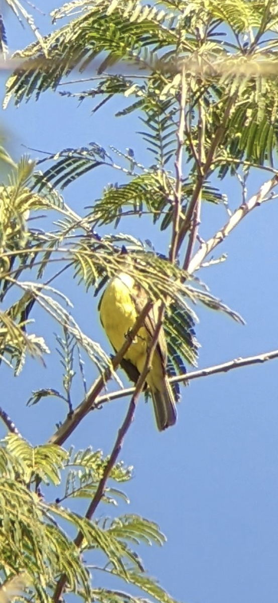 Social Flycatcher - ML425728201