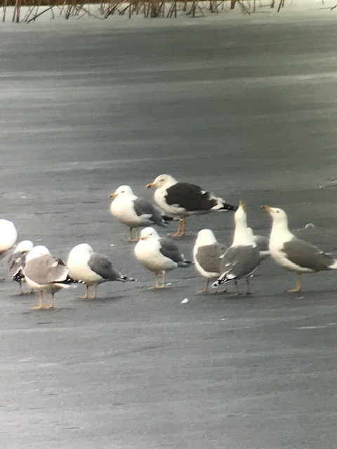 Lesser Black-backed Gull - Craig Hohenberger