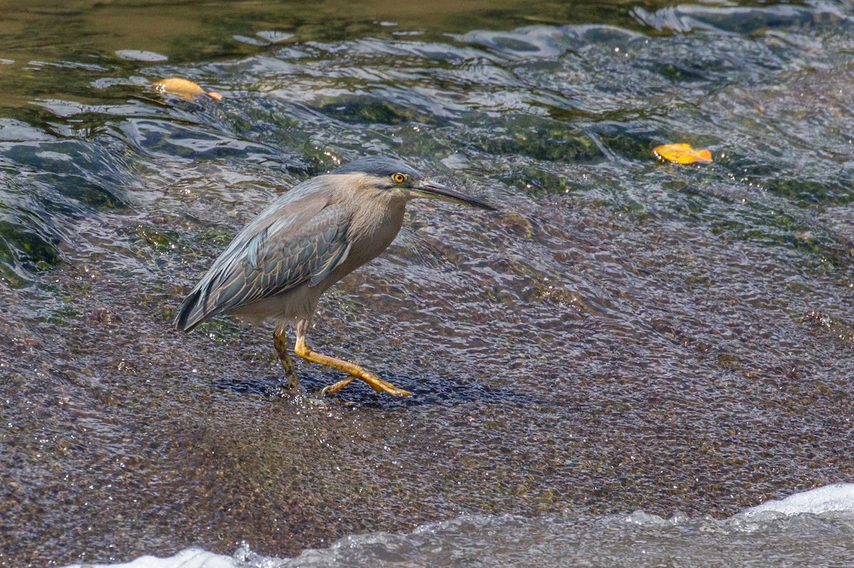 Striated Heron - ML42573011