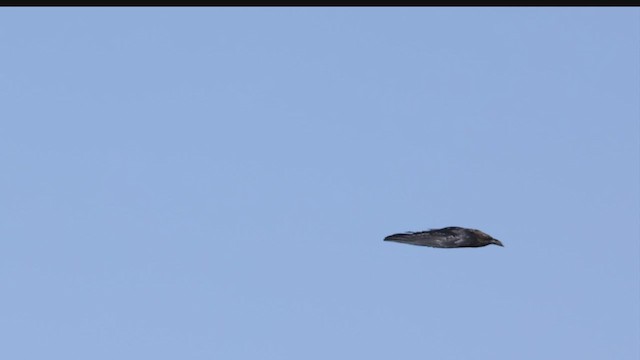 Corbeau brun - ML425730391