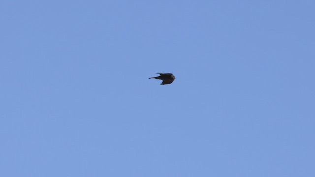 Corbeau brun - ML425731221