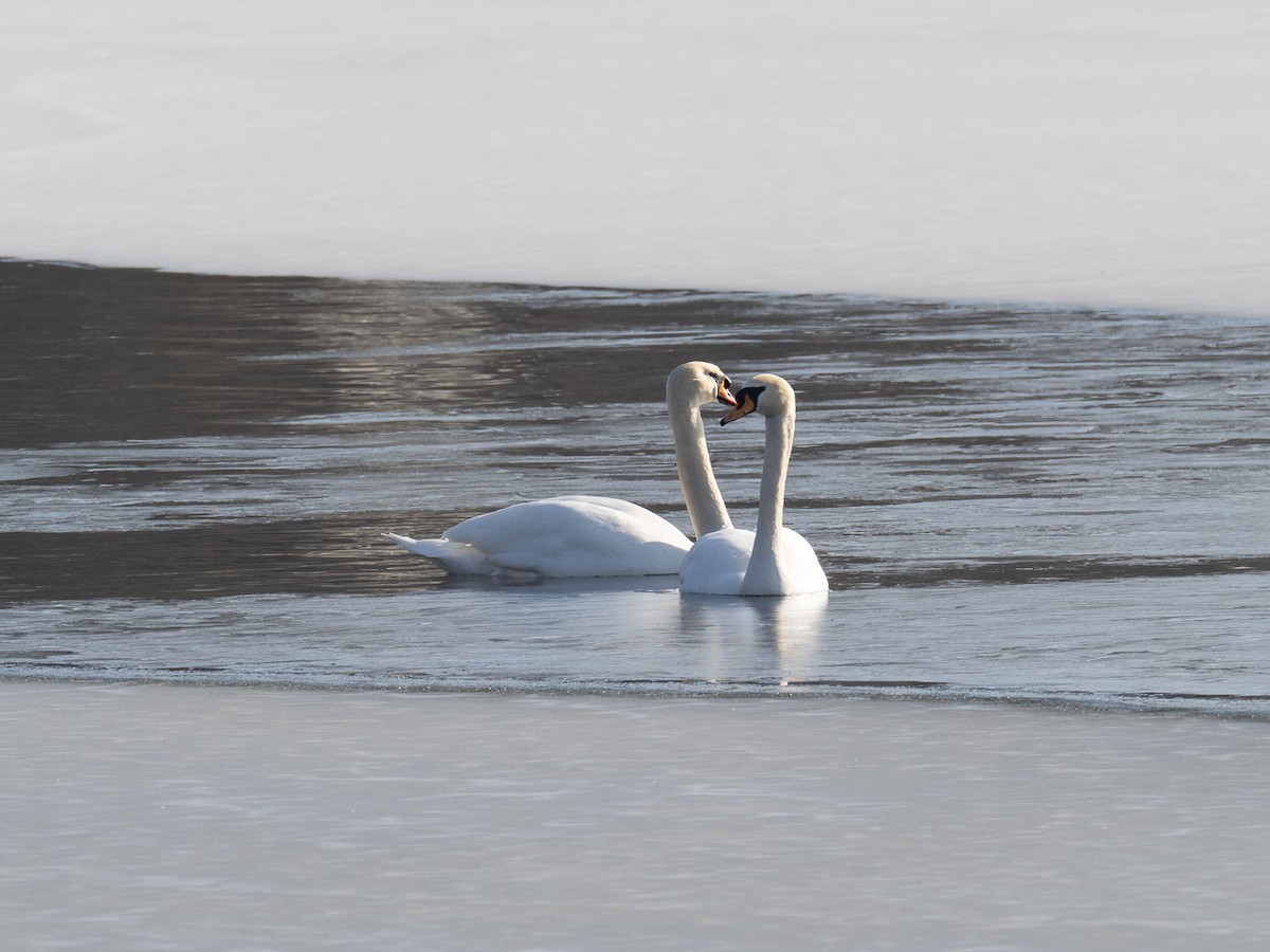 Хуруут хун - ML425734471