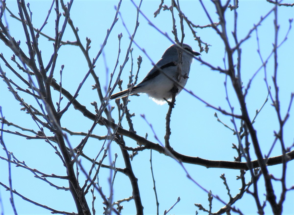 Northern Shrike - ML425734621