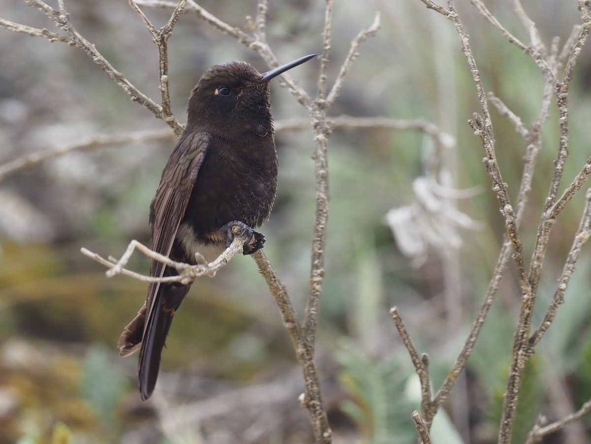 Black Metaltail - ML425735091