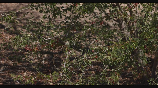 Eastern Bonelli's Warbler - ML425735301