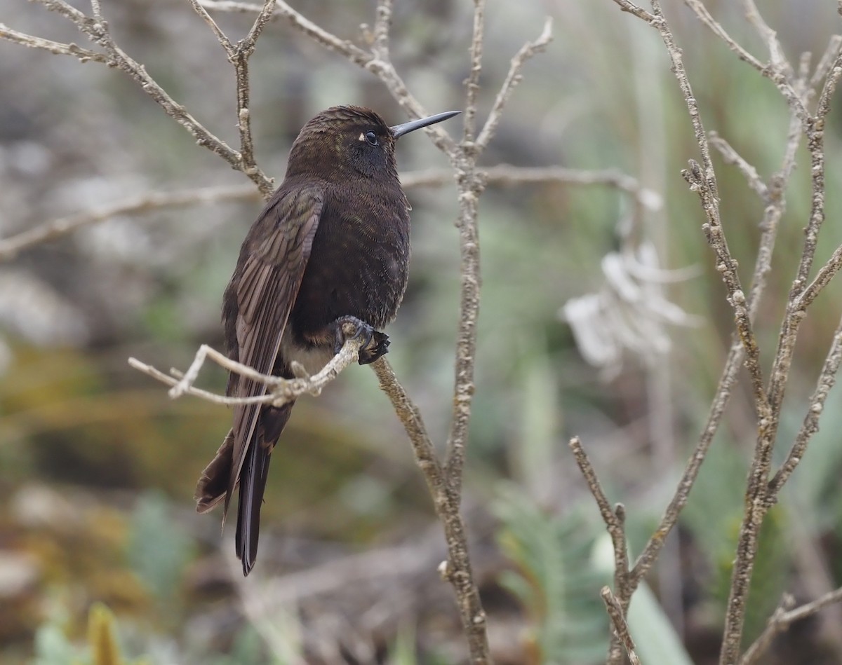 Black Metaltail - ML425735371