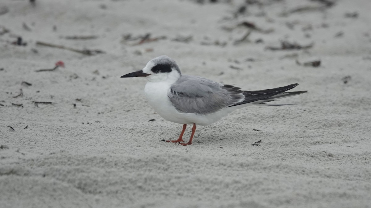 Forster's Tern - Barry Day