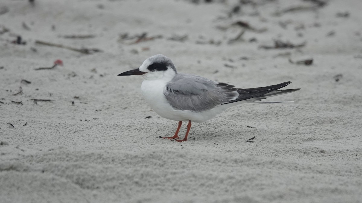 Forster's Tern - ML425736281