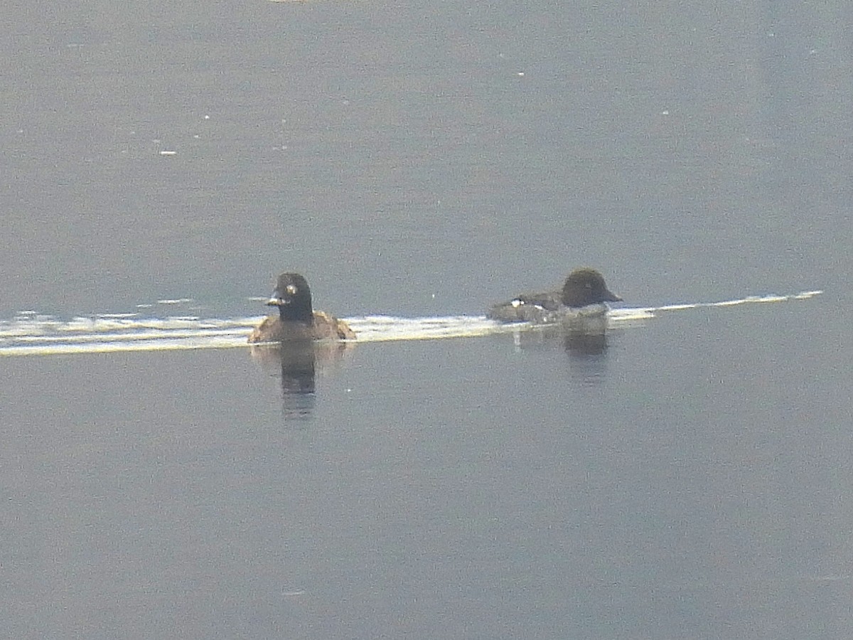 White-winged Scoter - ML425736471