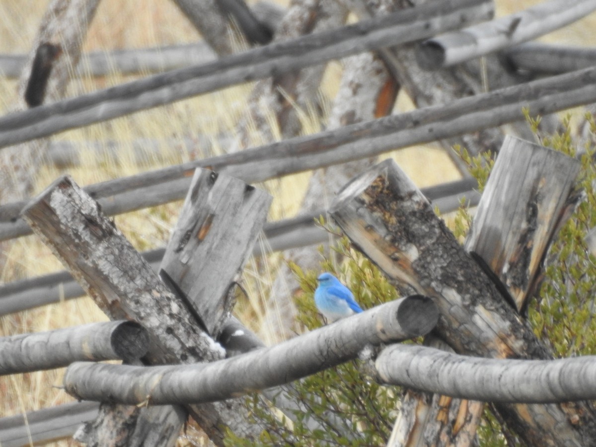 Mountain Bluebird - ML425737291