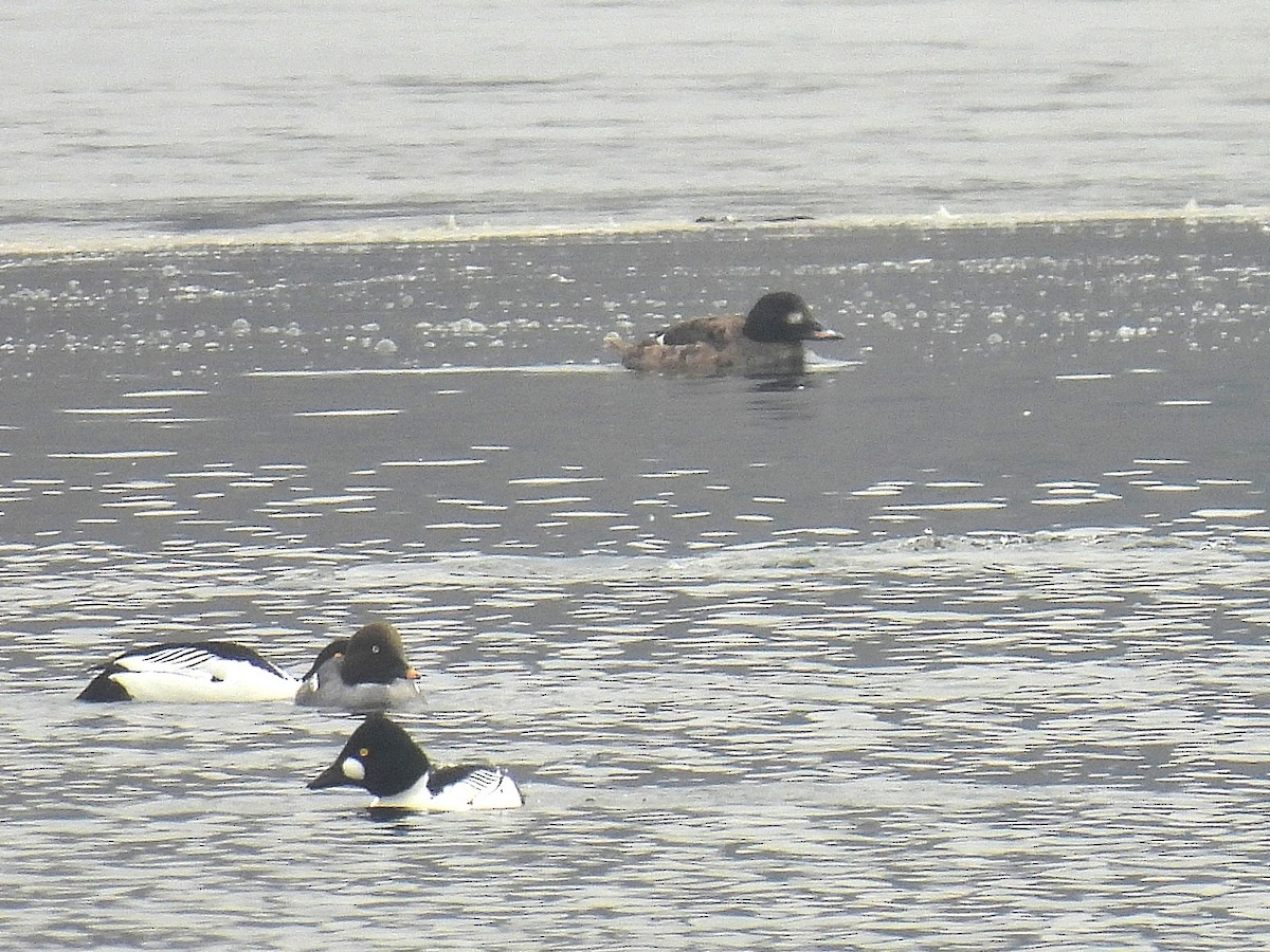 White-winged Scoter - Bill Nolting