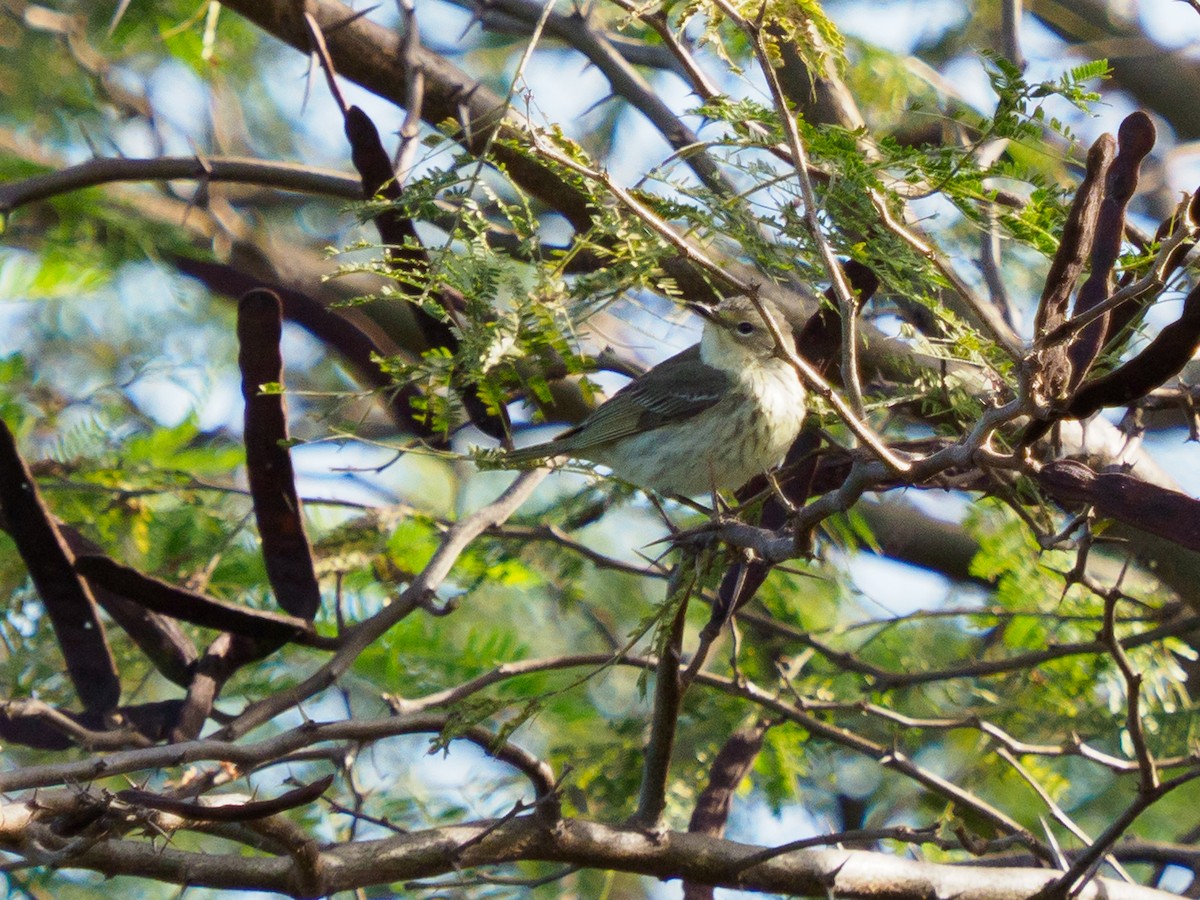 Yellow-rumped Warbler - ML425739841