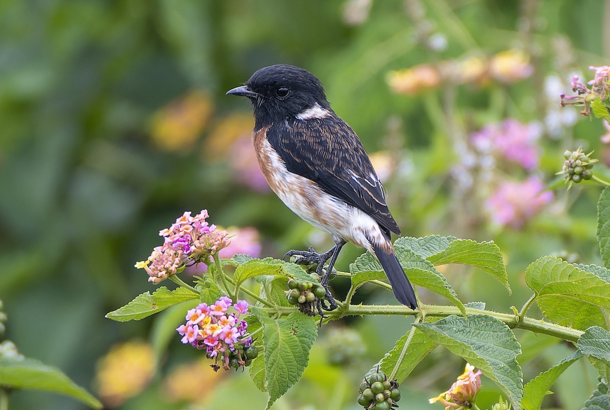 African Stonechat - ML425740161