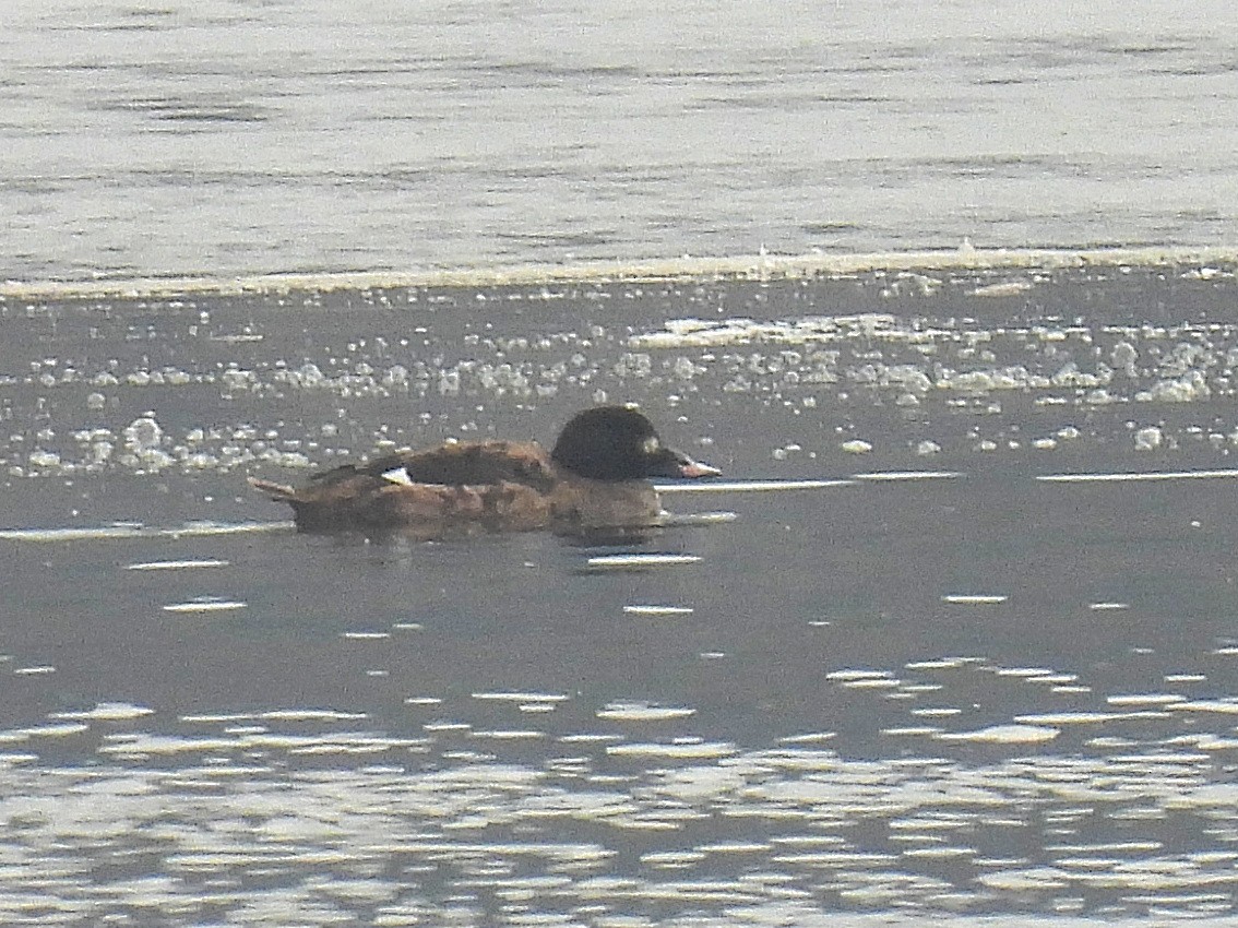 White-winged Scoter - ML425740311