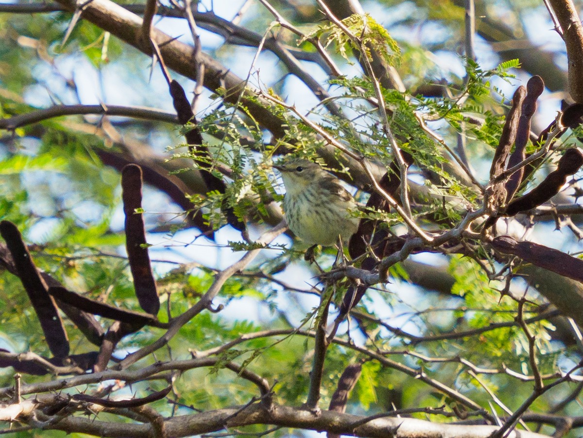 Yellow-rumped Warbler - Michele Kelly