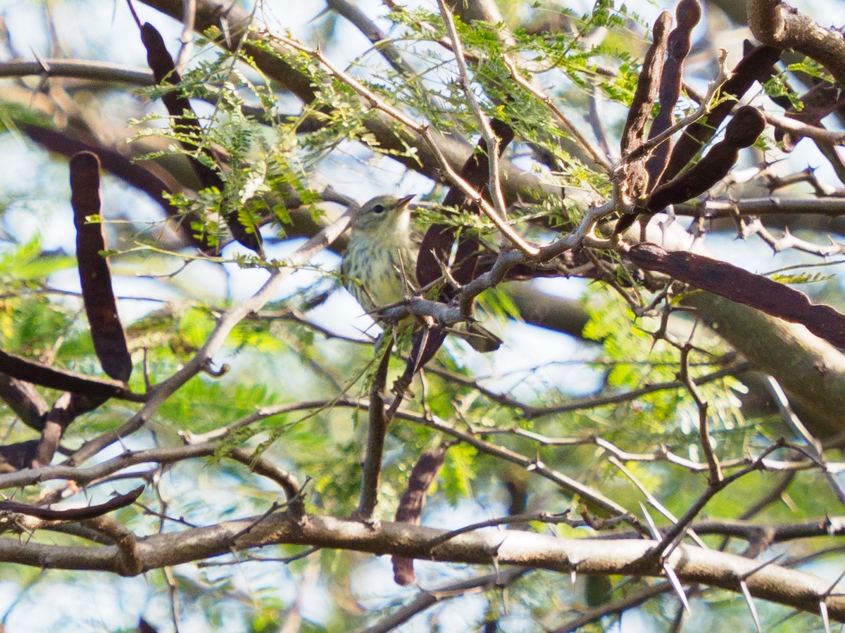 Yellow-rumped Warbler - ML425740451