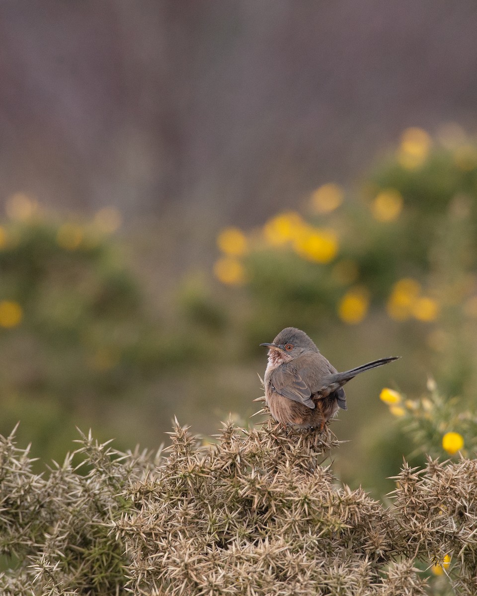pěnice kaštanová - ML425740721