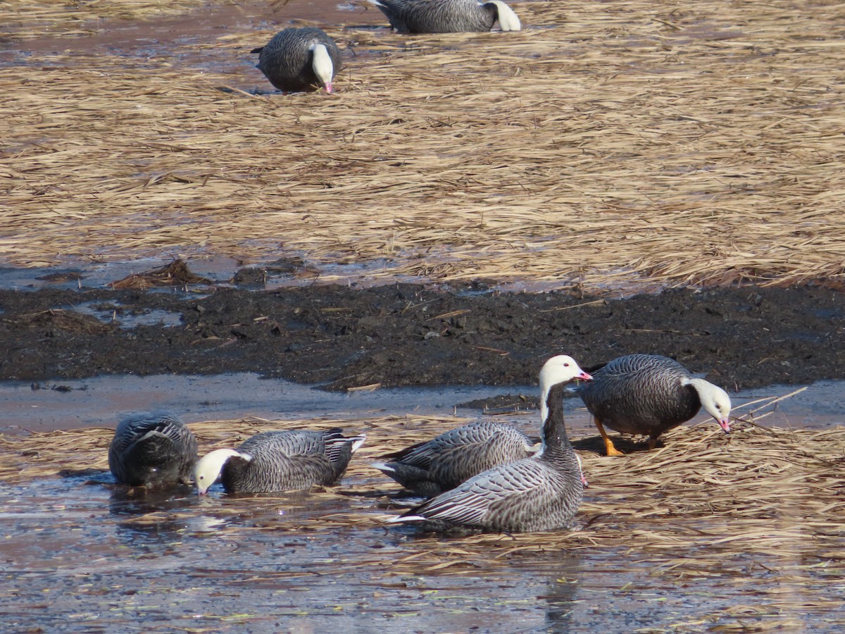 Emperor Goose - ML425741211