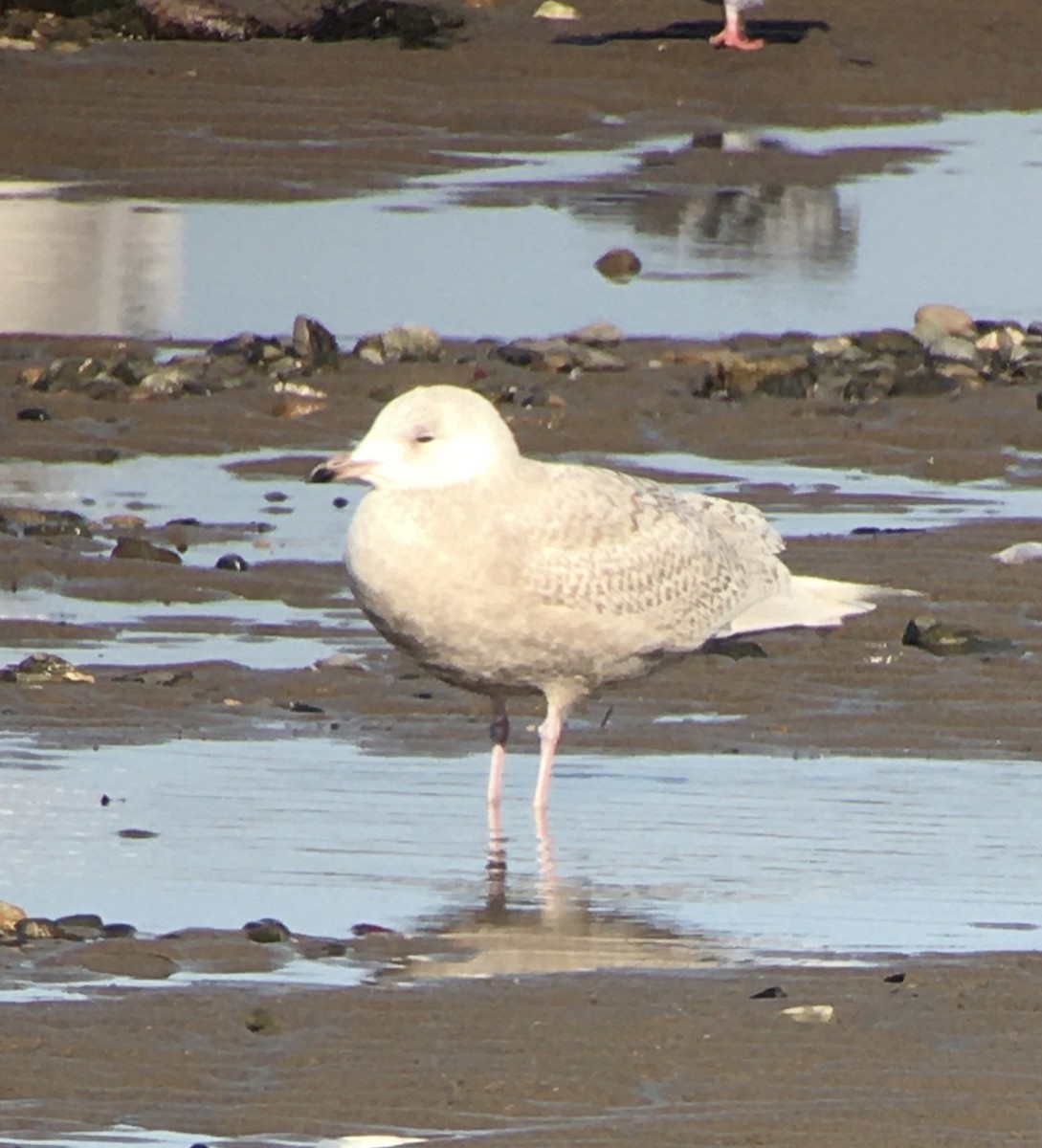 Iceland Gull (glaucoides) - ML425741521