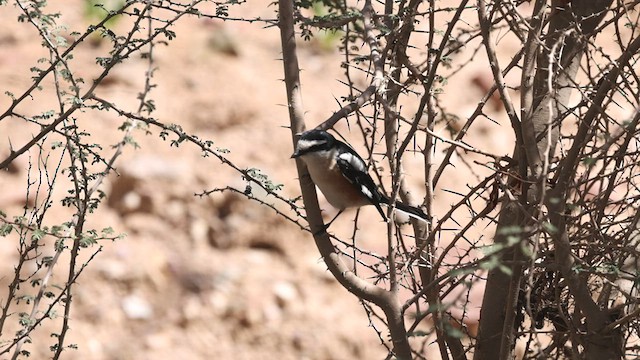 Alcaudón Núbico - ML425741641